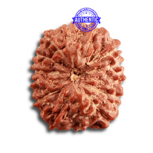 Load image into Gallery viewer, 14 mukhi Indonesian Rudraksha -  Bead No. 279
