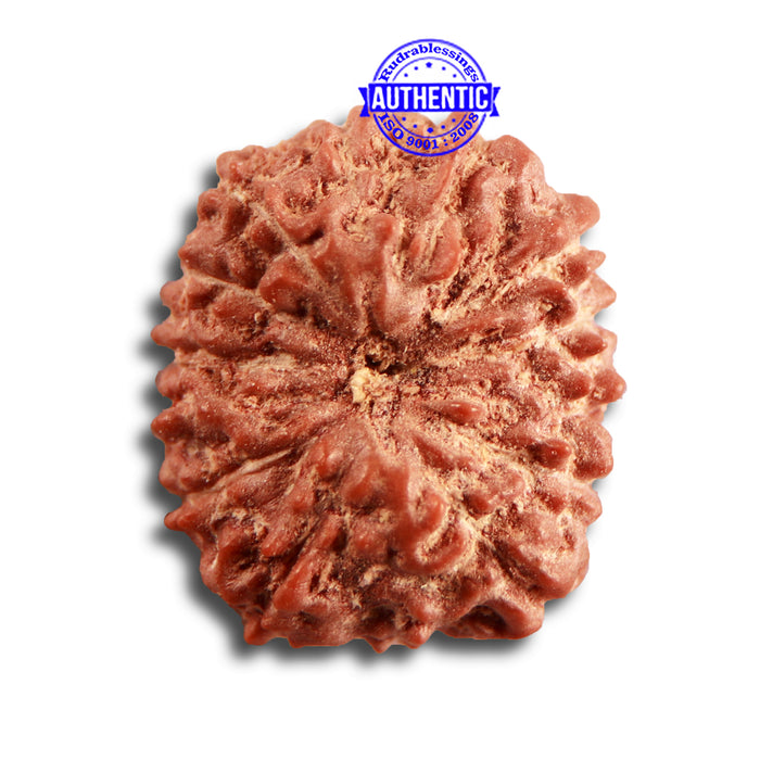 14 mukhi Indonesian Rudraksha -  Bead No. 279