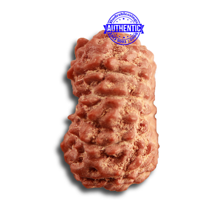 14 mukhi Indonesian Rudraksha -  Bead No. 279