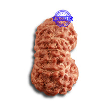Load image into Gallery viewer, 14 mukhi Indonesian Rudraksha -  Bead No. 279

