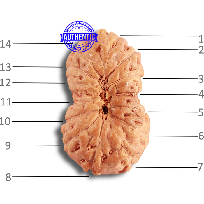 14 mukhi Indonesian Rudraksha -  Bead No. 282