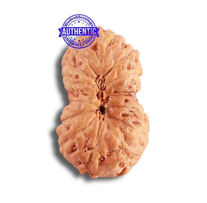 14 mukhi Indonesian Rudraksha -  Bead No. 282