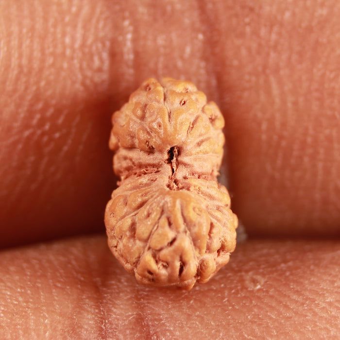 14 mukhi Indonesian Rudraksha -  Bead No. 282