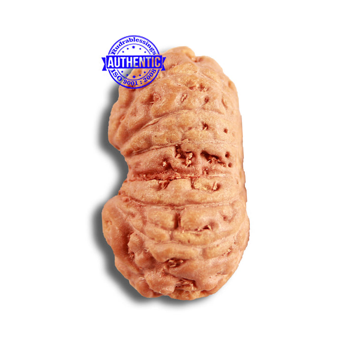 14 mukhi Indonesian Rudraksha -  Bead No. 282