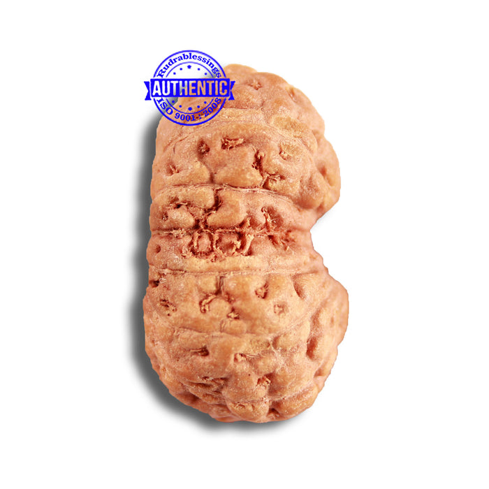 14 mukhi Indonesian Rudraksha -  Bead No. 282