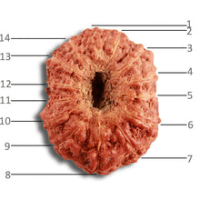 Load image into Gallery viewer, 14 mukhi Indonesian Rudraksha -  Bead No. 284
