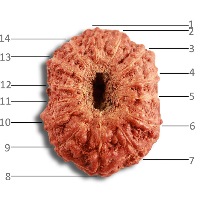 14 mukhi Indonesian Rudraksha -  Bead No. 284