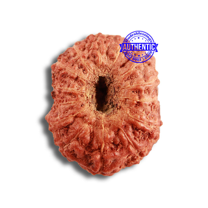 14 mukhi Indonesian Rudraksha -  Bead No. 284