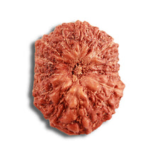 Load image into Gallery viewer, 14 mukhi Indonesian Rudraksha -  Bead No. 284
