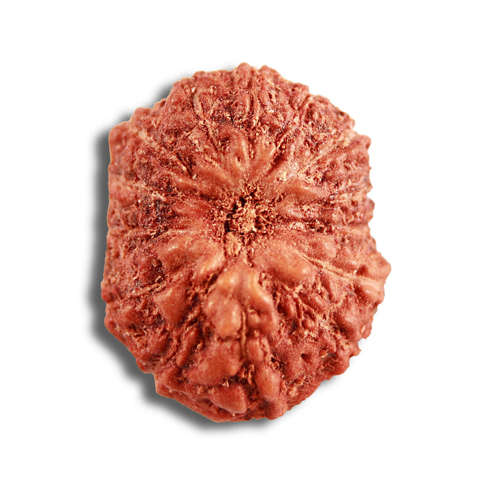 14 mukhi Indonesian Rudraksha -  Bead No. 284