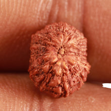 Load image into Gallery viewer, 14 mukhi Indonesian Rudraksha -  Bead No. 284
