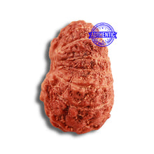 Load image into Gallery viewer, 14 mukhi Indonesian Rudraksha -  Bead No. 284
