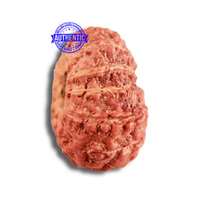 Load image into Gallery viewer, 14 mukhi Indonesian Rudraksha -  Bead No. 284
