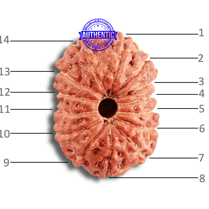14 mukhi Indonesian Rudraksha -  Bead No. 285