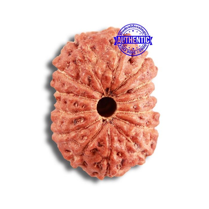 14 mukhi Indonesian Rudraksha -  Bead No. 285