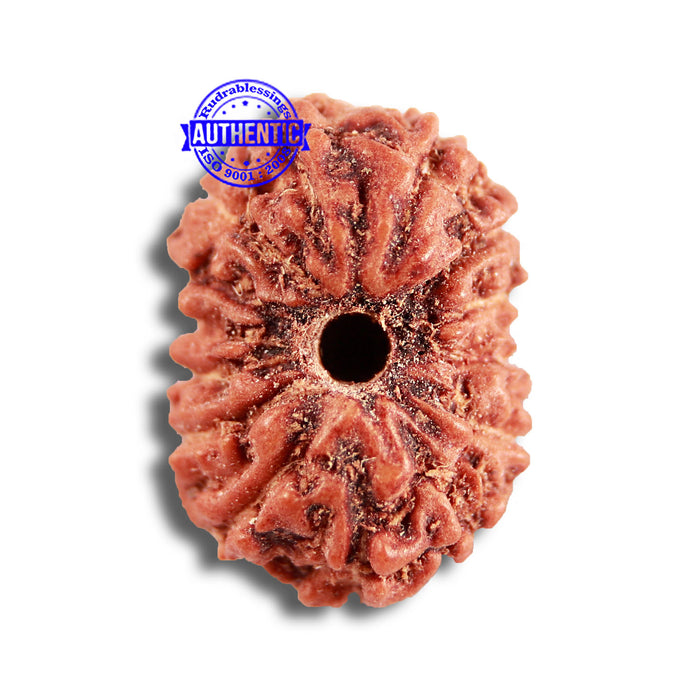 14 mukhi Indonesian Rudraksha -  Bead No. 285