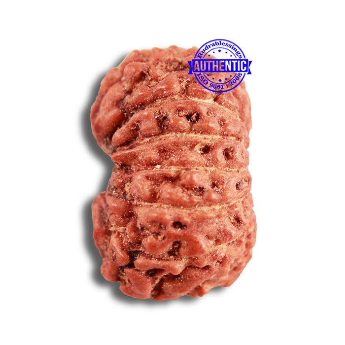 14 mukhi Indonesian Rudraksha -  Bead No. 285