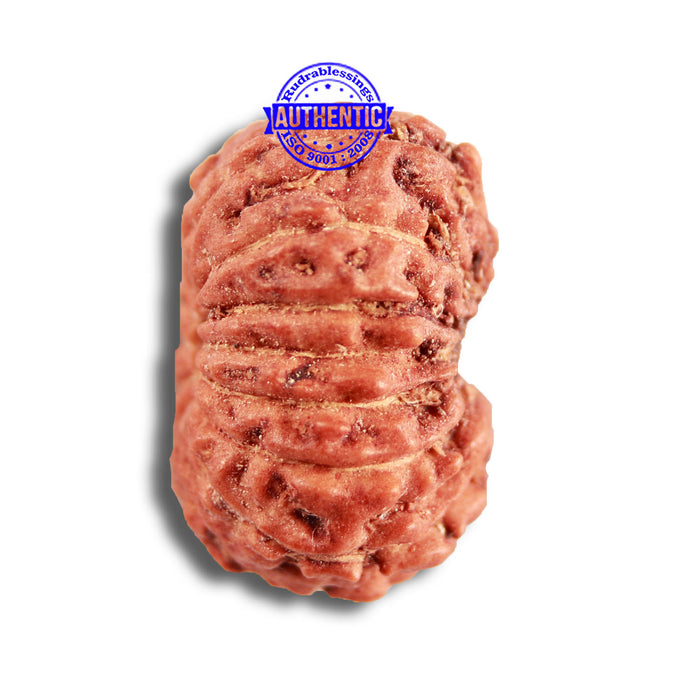 14 mukhi Indonesian Rudraksha -  Bead No. 285