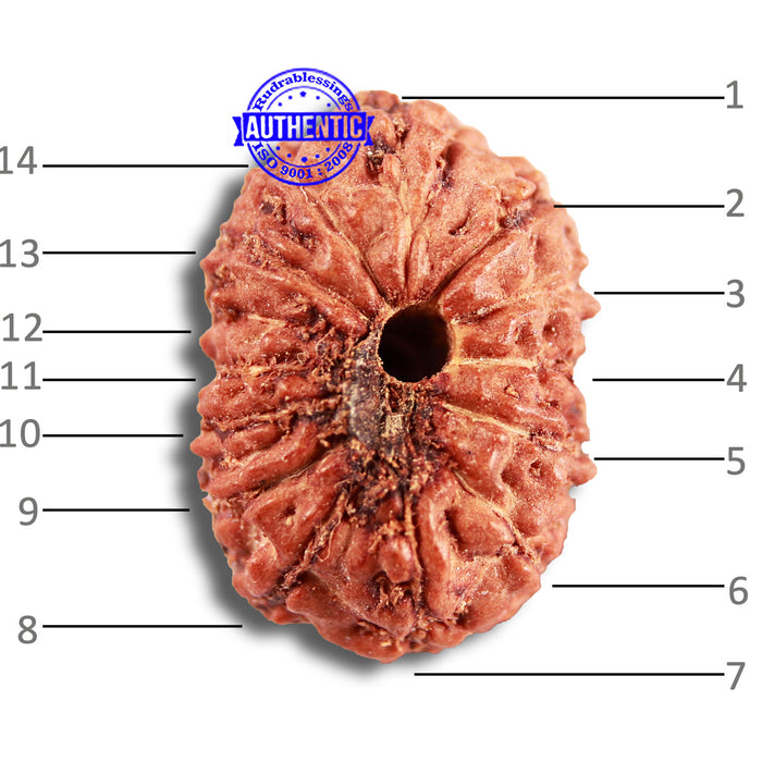 14 mukhi Indonesian Rudraksha -  Bead No. 289
