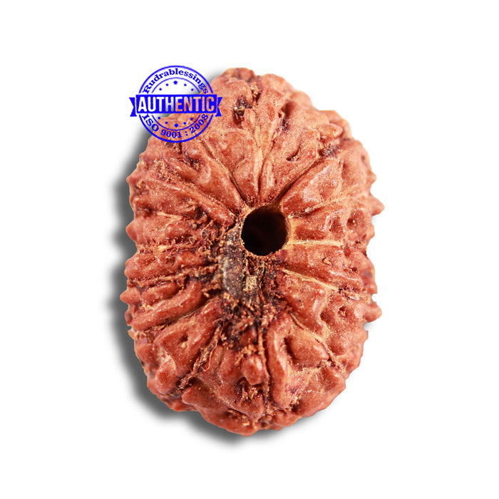 14 mukhi Indonesian Rudraksha -  Bead No. 289