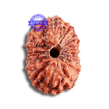 Load image into Gallery viewer, 14 mukhi Indonesian Rudraksha -  Bead No. 289
