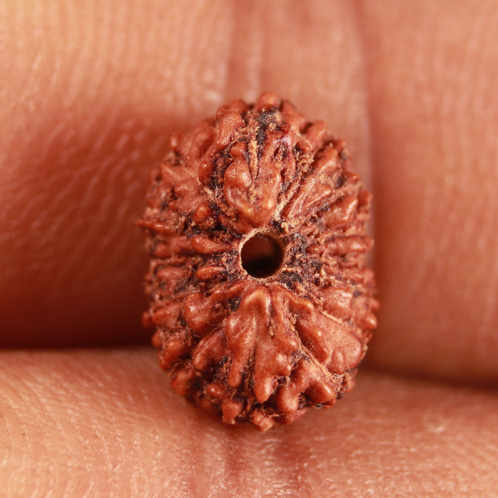 14 mukhi Indonesian Rudraksha -  Bead No. 289