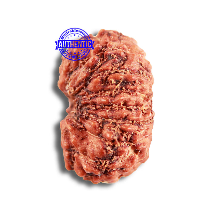 14 mukhi Indonesian Rudraksha -  Bead No. 289