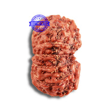 Load image into Gallery viewer, 14 mukhi Indonesian Rudraksha -  Bead No. 289
