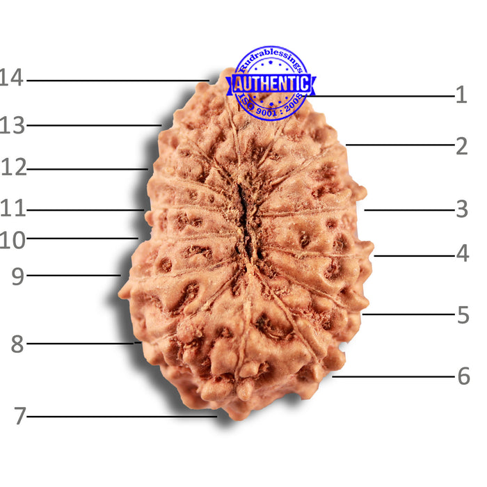 14 mukhi Indonesian Rudraksha -  Bead No. 291