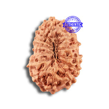 Load image into Gallery viewer, 14 mukhi Indonesian Rudraksha -  Bead No. 291
