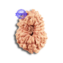 Load image into Gallery viewer, 14 mukhi Indonesian Rudraksha -  Bead No. 291

