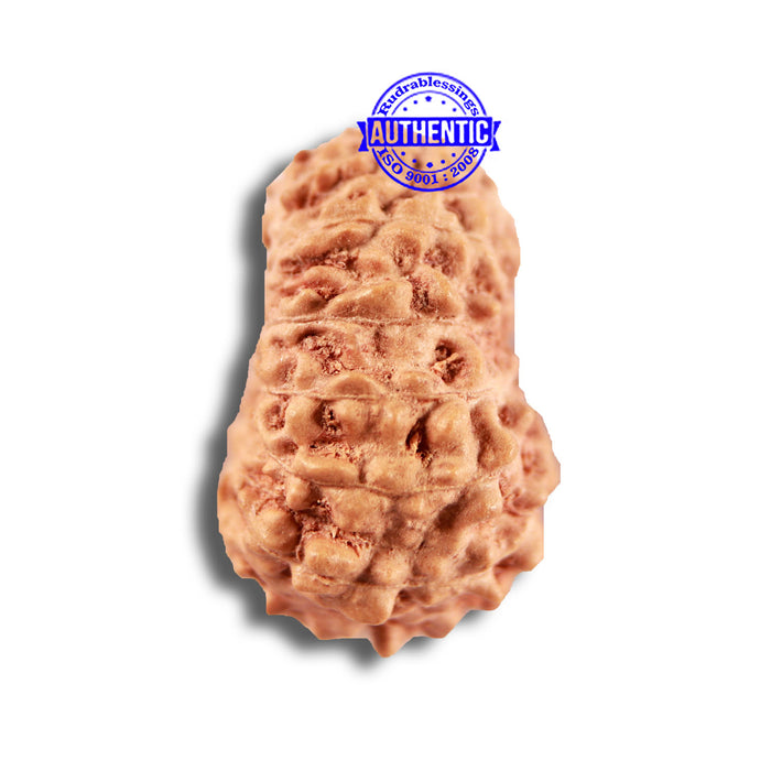 14 mukhi Indonesian Rudraksha -  Bead No. 291