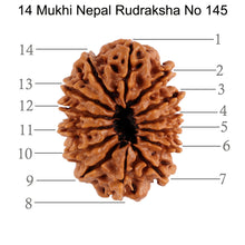 Load image into Gallery viewer, 14 Mukhi Nepalese Rudraksha - Bead No. 145
