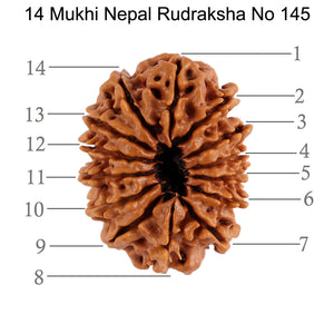 14 Mukhi Nepalese Rudraksha - Bead No. 145