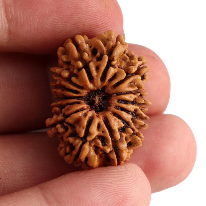 14 Mukhi Nepalese Rudraksha - Bead No. 150