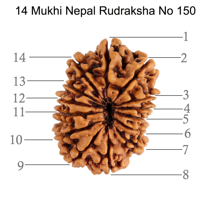 14 Mukhi Nepalese Rudraksha - Bead No. 150