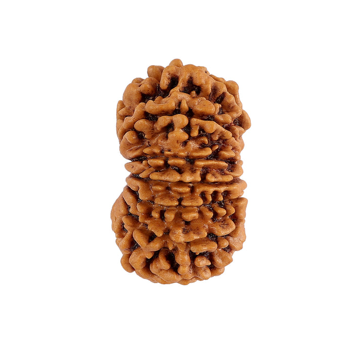 14 Mukhi Nepalese Rudraksha - Bead No. 150