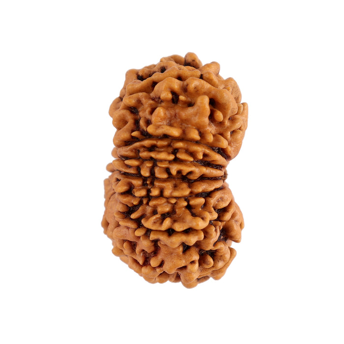 14 Mukhi Nepalese Rudraksha - Bead No. 150