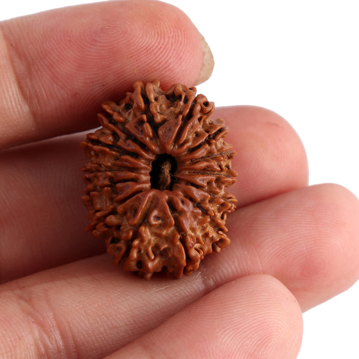 14 Mukhi Nepalese Rudraksha - Bead No. 152