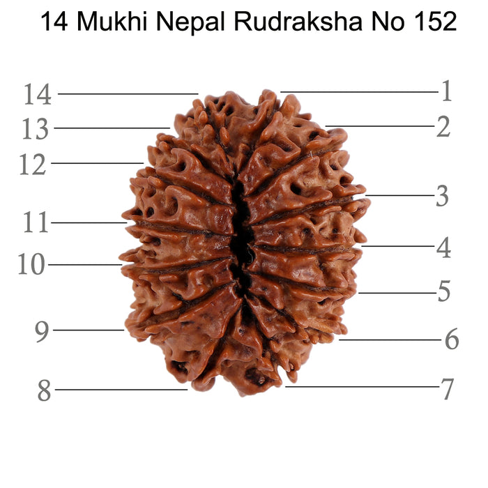 14 Mukhi Nepalese Rudraksha - Bead No. 152