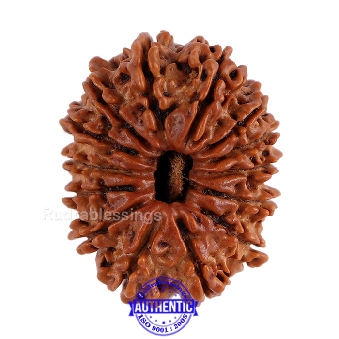 14 Mukhi Nepalese Rudraksha - Bead No. 152