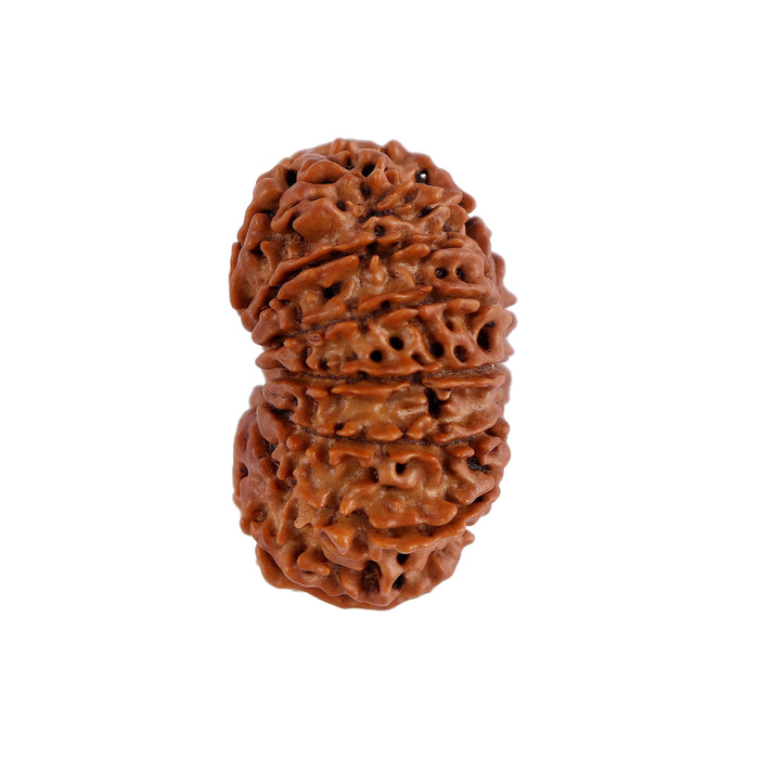 14 Mukhi Nepalese Rudraksha - Bead No. 152
