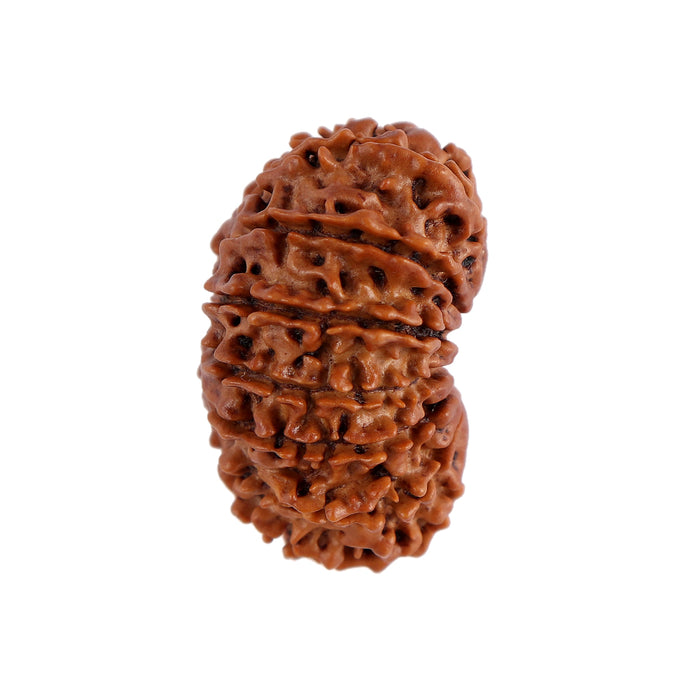 14 Mukhi Nepalese Rudraksha - Bead No. 152