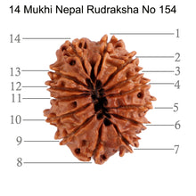 Load image into Gallery viewer, 14 Mukhi Nepalese Rudraksha - Bead No. 154
