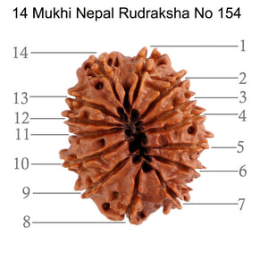 14 Mukhi Nepalese Rudraksha - Bead No. 154