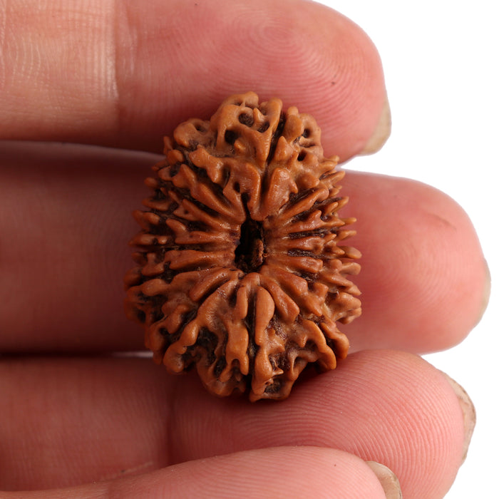 14 Mukhi Nepalese Rudraksha - Bead No. 156