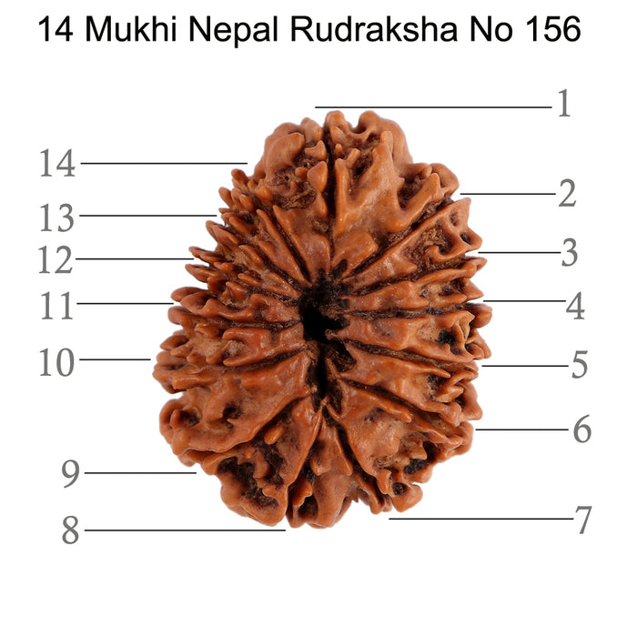 14 Mukhi Nepalese Rudraksha - Bead No. 156