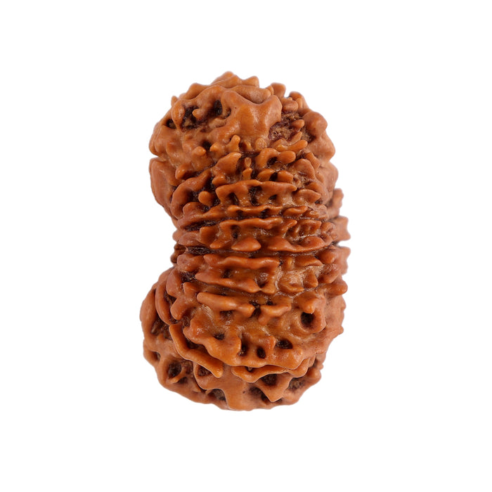 14 Mukhi Nepalese Rudraksha - Bead No. 156