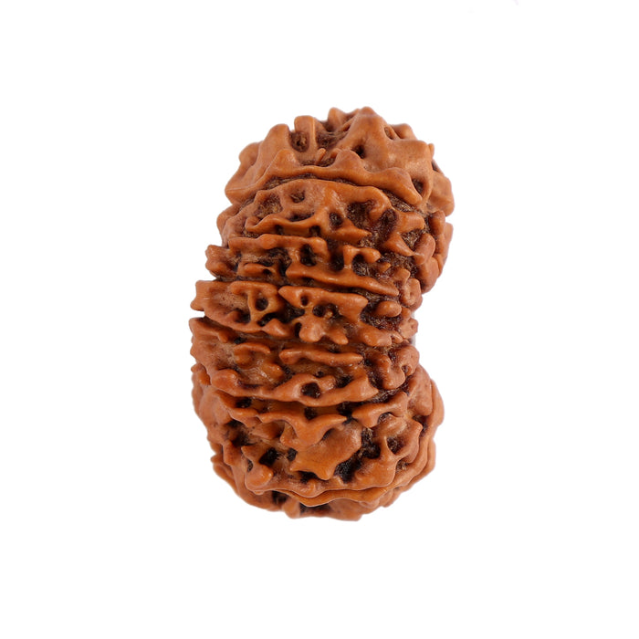 14 Mukhi Nepalese Rudraksha - Bead No. 156