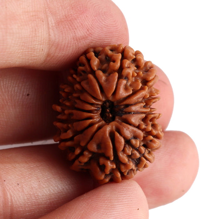 14 Mukhi Nepalese Rudraksha - Bead No. 158